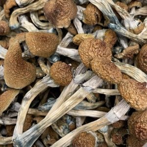 Buy Florida White Magic Mushrooms