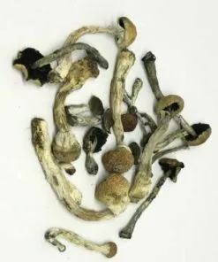 Dried African Transkei Mushrooms